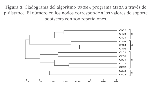 Figura 2. Cladograma del algoritmo UPGMA programa MEGA a través de p-distance. El número en los nodos corresponde a los valores de soporte bootstrap con 100 repeticiones