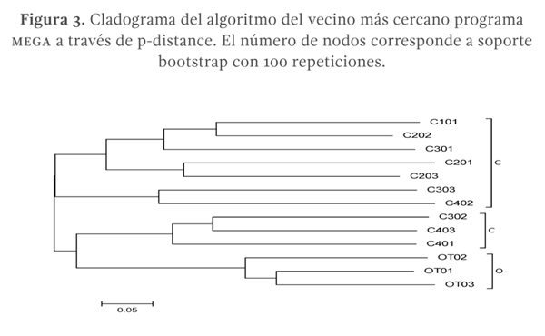 Figura 3. Cladograma del algoritmo del vecino más cercano programa MEGA a través de p-distance. El número de nodos corresponde a soporte bootstrap con 100 repeticiones